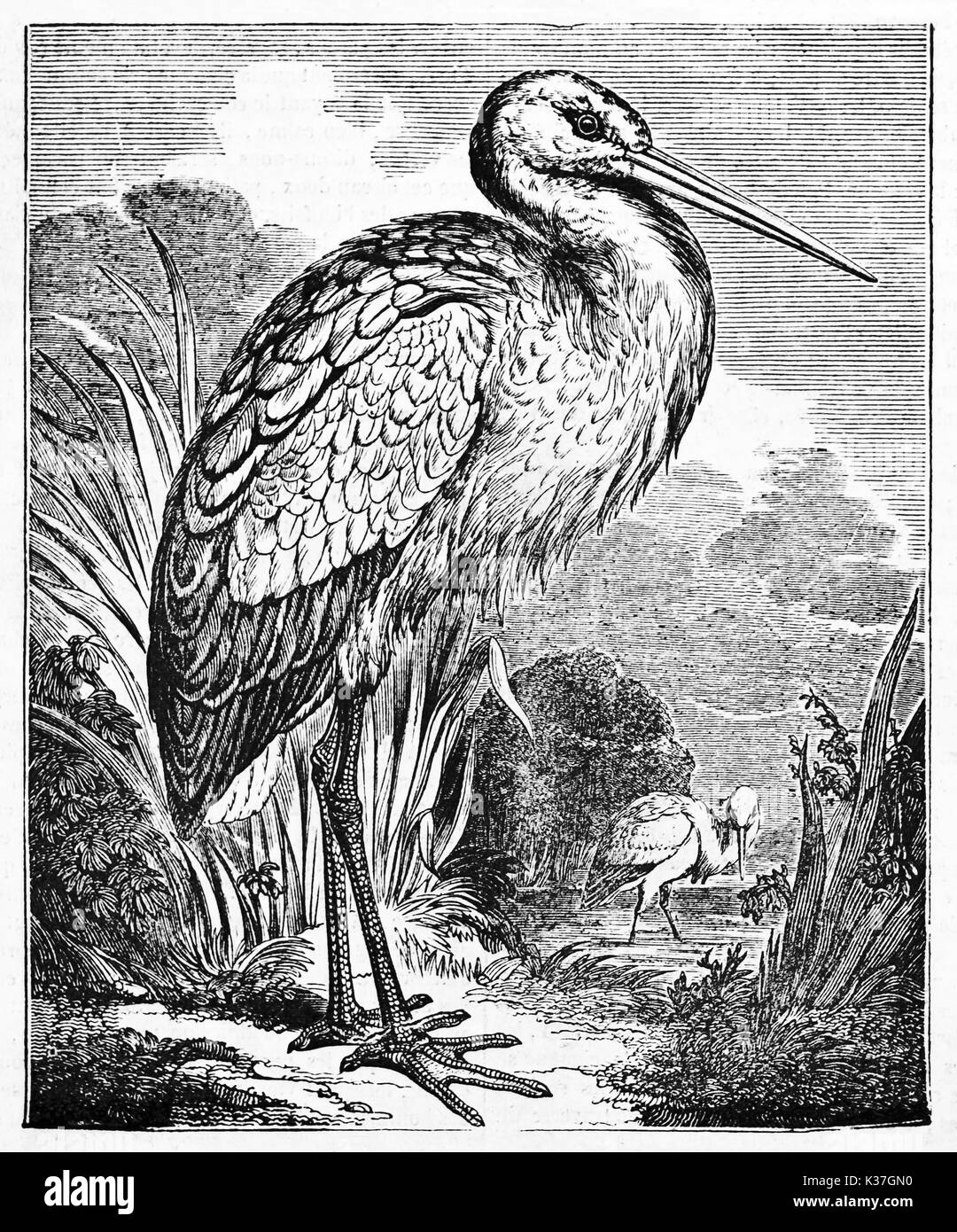 White Stork (Ciconia ciconia) resting in his natural environment. Old Illustration by unidentified author published on Magasin Pittoresque Paris 1834 Stock Photo