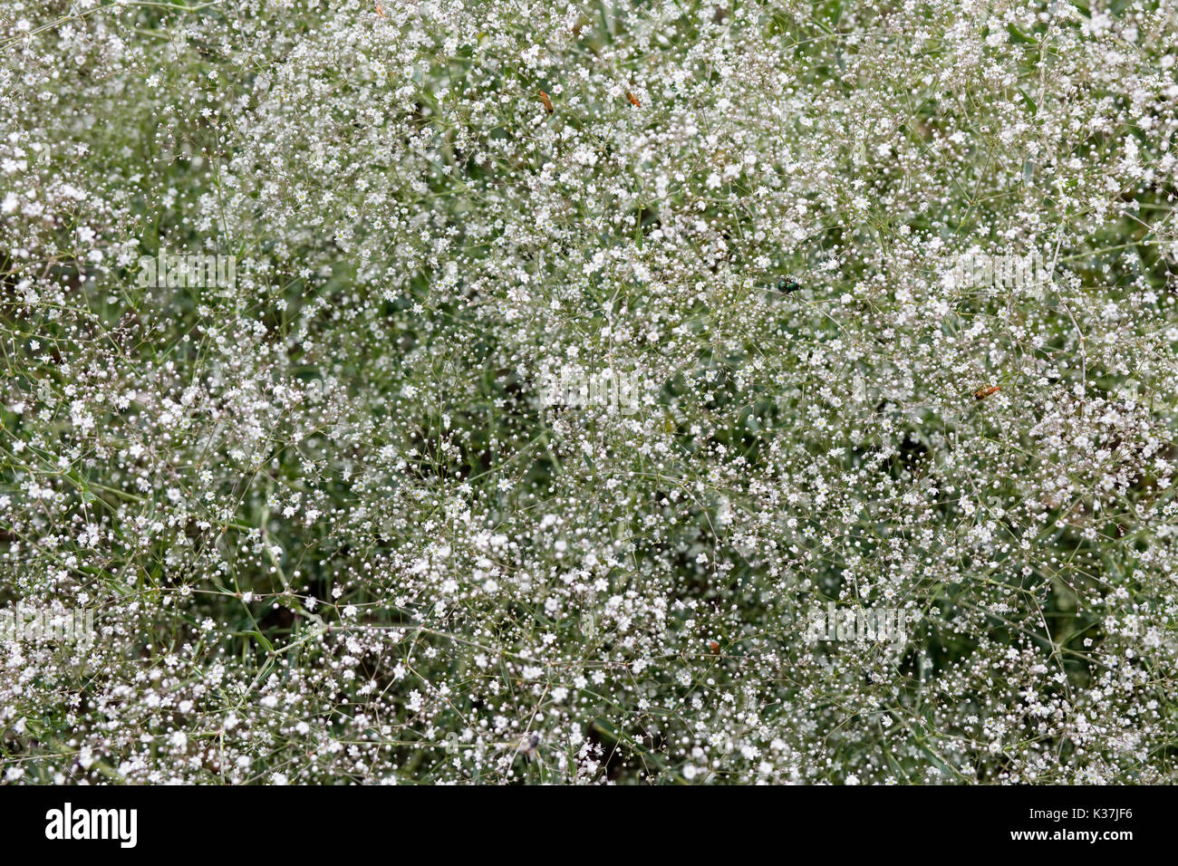 Gypsophila paniculata, Baby's breath growing in the garden Stock Photo Alamy