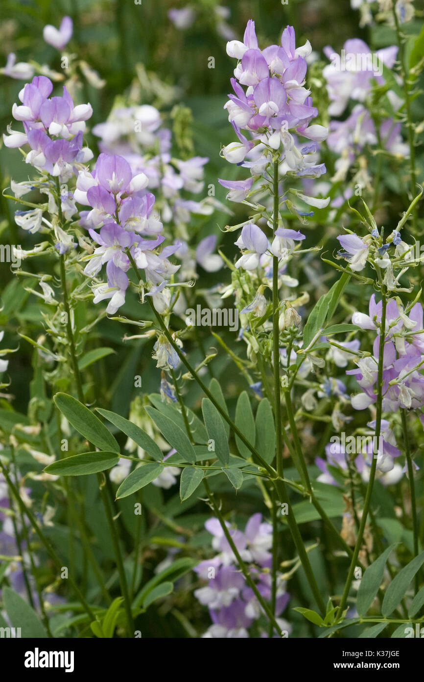 Galega officinalis, growing in the garden Stock Photo