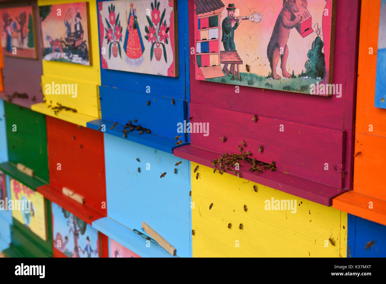 Close up of bees entering hives of colorful hand painted apiary boxes of traditional scenes at Kralov Med in Selo near Bled Slovenia Stock Photo