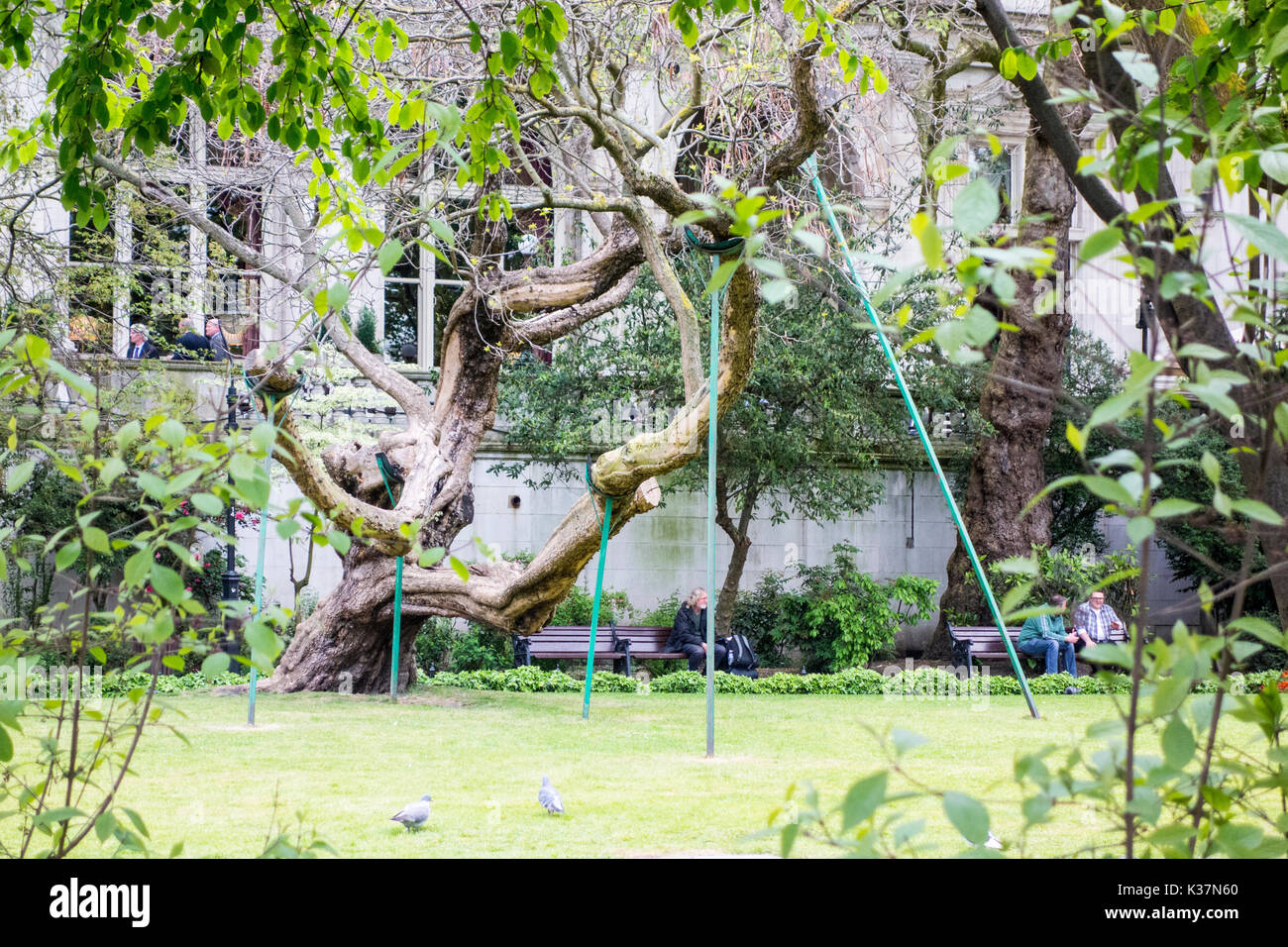 Ancient catalpa with branches supported by wooden props, Victoria Embankment Gardens, City of London, UK Stock Photo