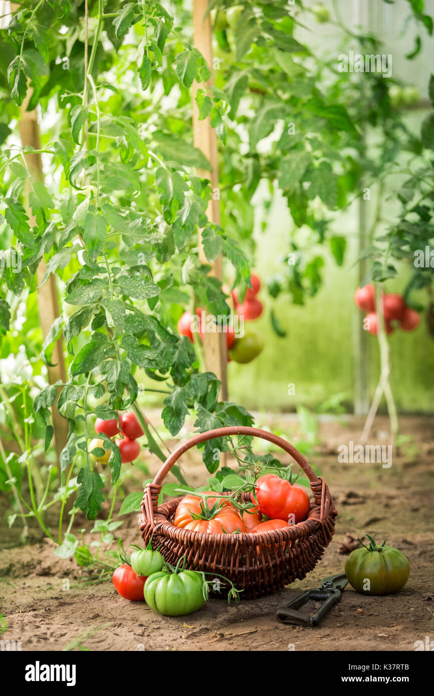 Healthy various tomatoes in old wicker basket Stock Photo - Alamy