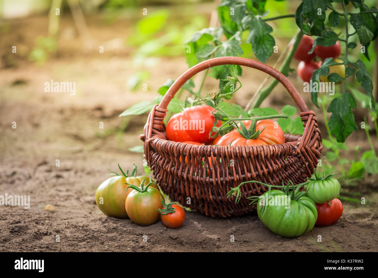 Harvested various tomatoes in old wicker basket Stock Photo - Alamy