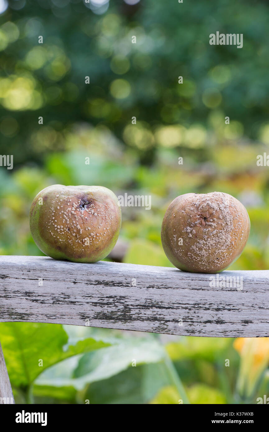 Malus domestica and Monilinia laxa and Monilinia fructigena. Fallen apples with brown rot on the arm of a wooden garden seat. UK Stock Photo