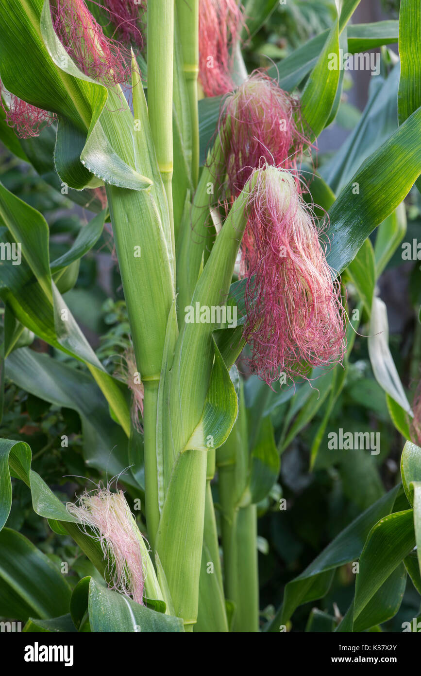 Sweetcorn developing cobs on the plant in august. UK Stock Photo