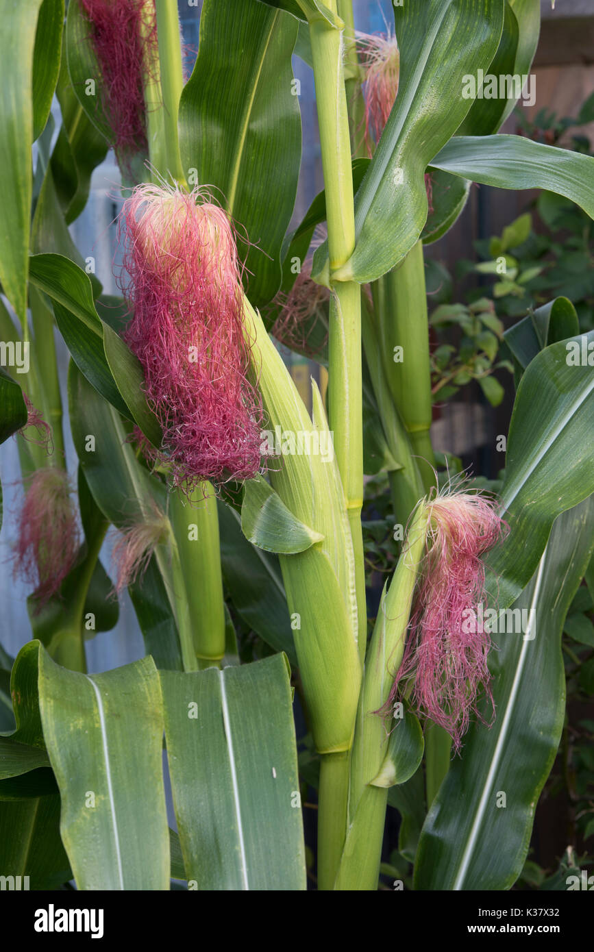 Sweetcorn developing cobs on the plant in august. UK Stock Photo