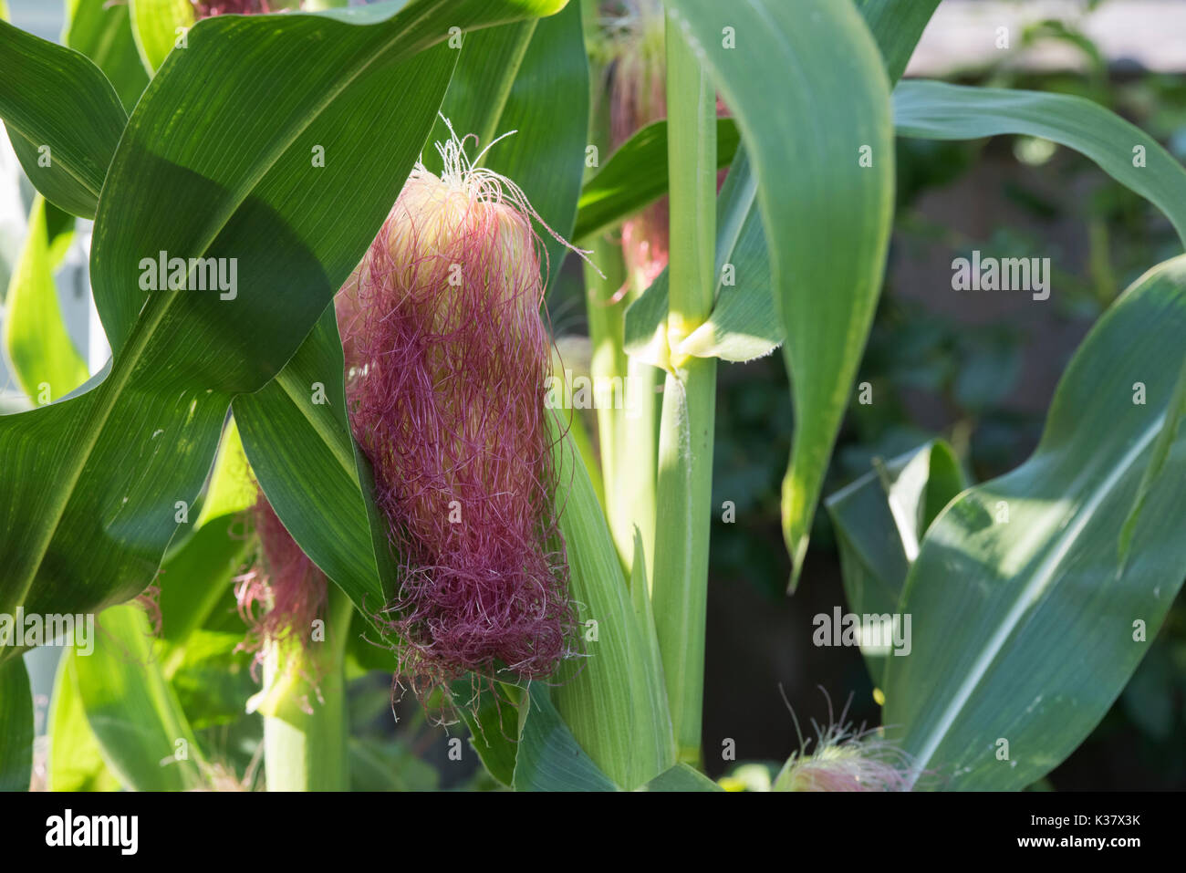 Sweetcorn developing cobs on the plant in august. UK Stock Photo