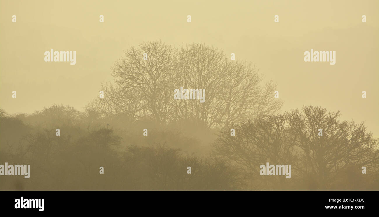 Mist fog trees hi-res stock photography and images - Alamy