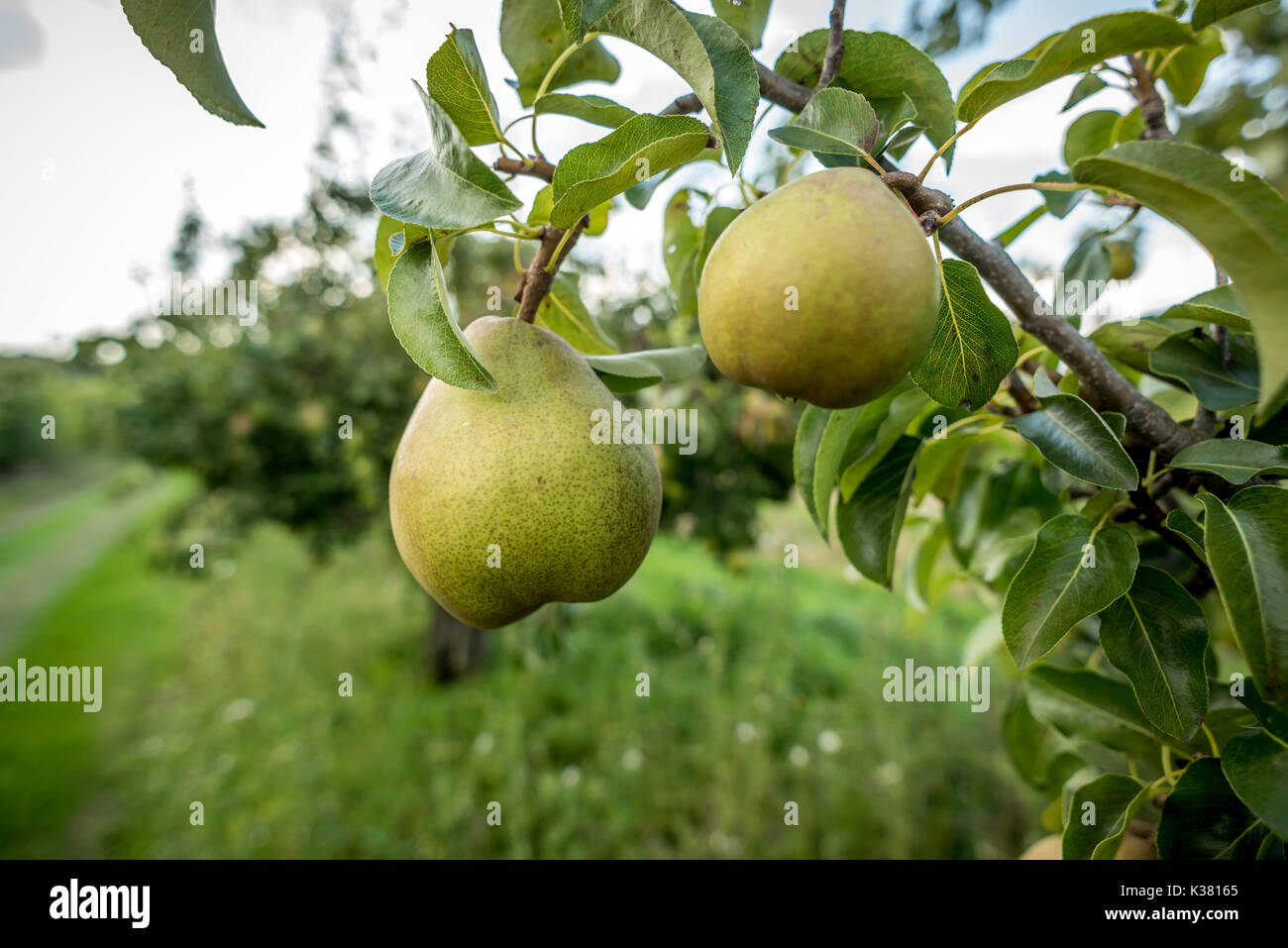 A fruit farm on the Kent and Sussex border Stock Photo Alamy