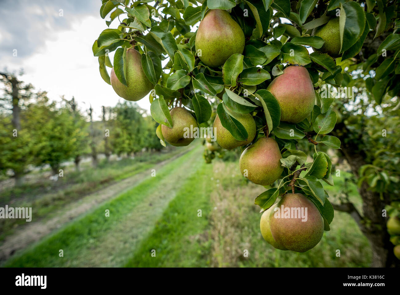 A fruit farm on the Kent and Sussex border Stock Photo Alamy