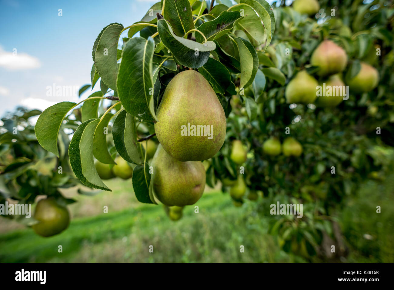 A fruit farm on the Kent and Sussex border Stock Photo Alamy