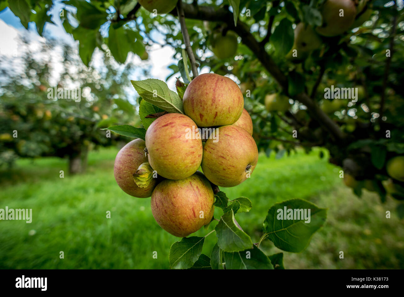 A fruit farm on the Kent and Sussex border Stock Photo Alamy