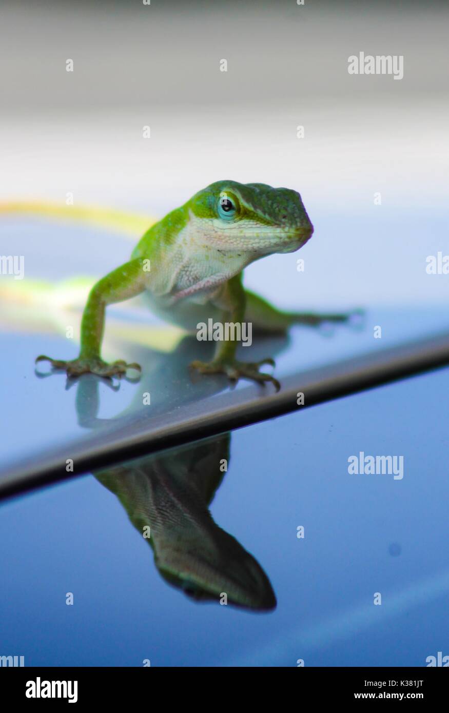 A Carolina Green Anole gecko lizard sitting on a car and his reflection appearing on the window. Stock Photo