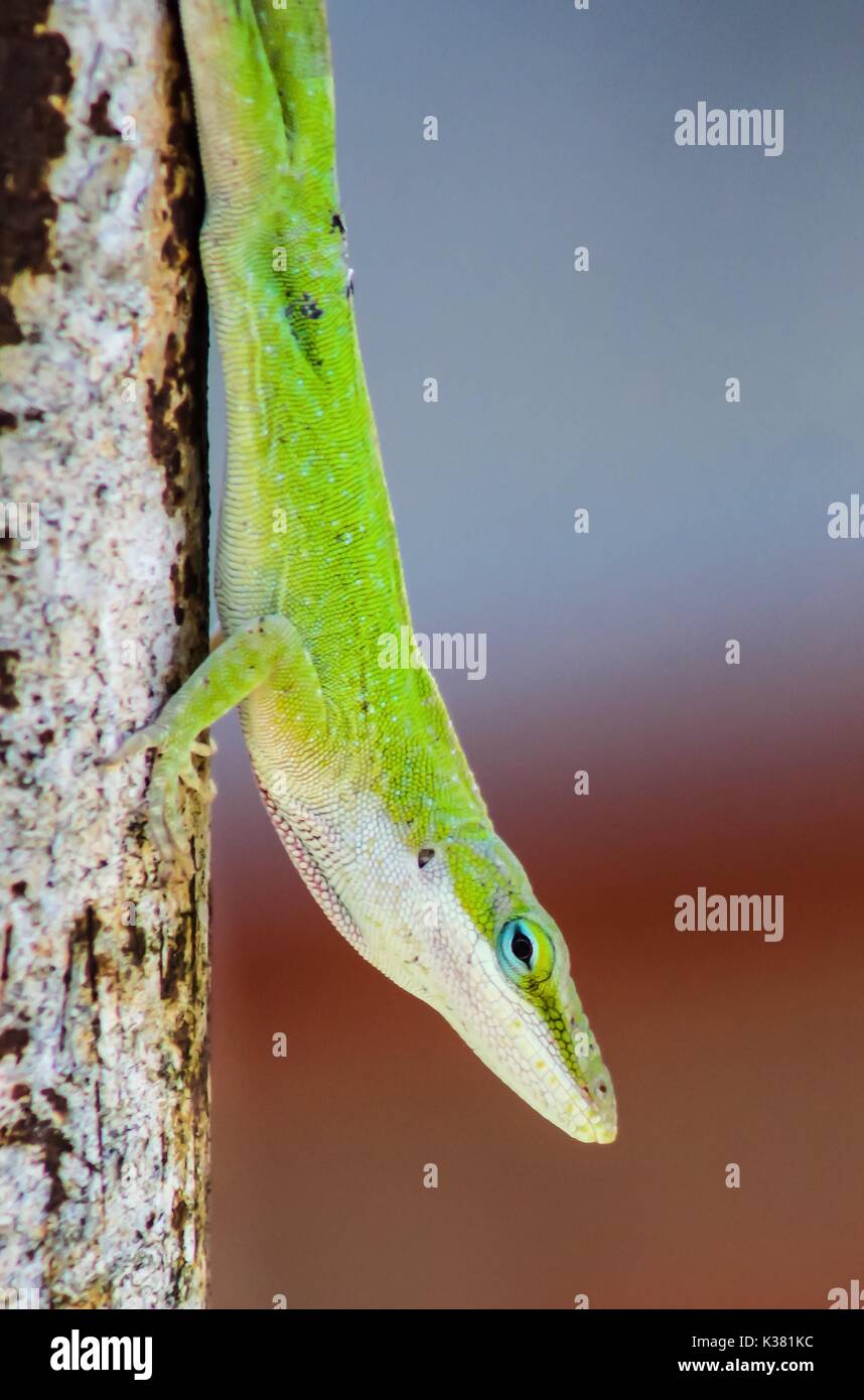 A Carolina Green Anole lizard climbing down. Stock Photo