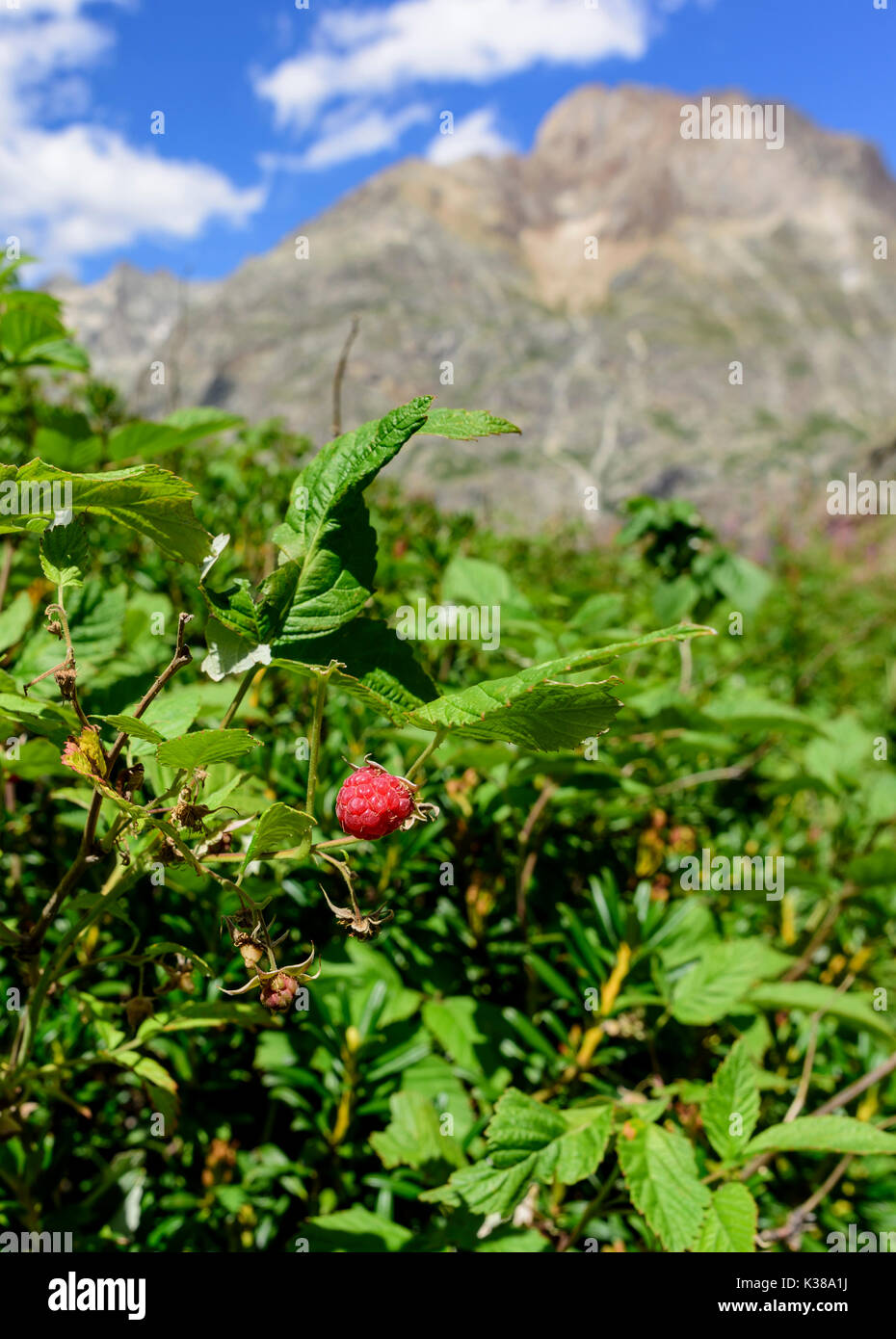 Wild nutrition hi-res stock photography and images - Alamy