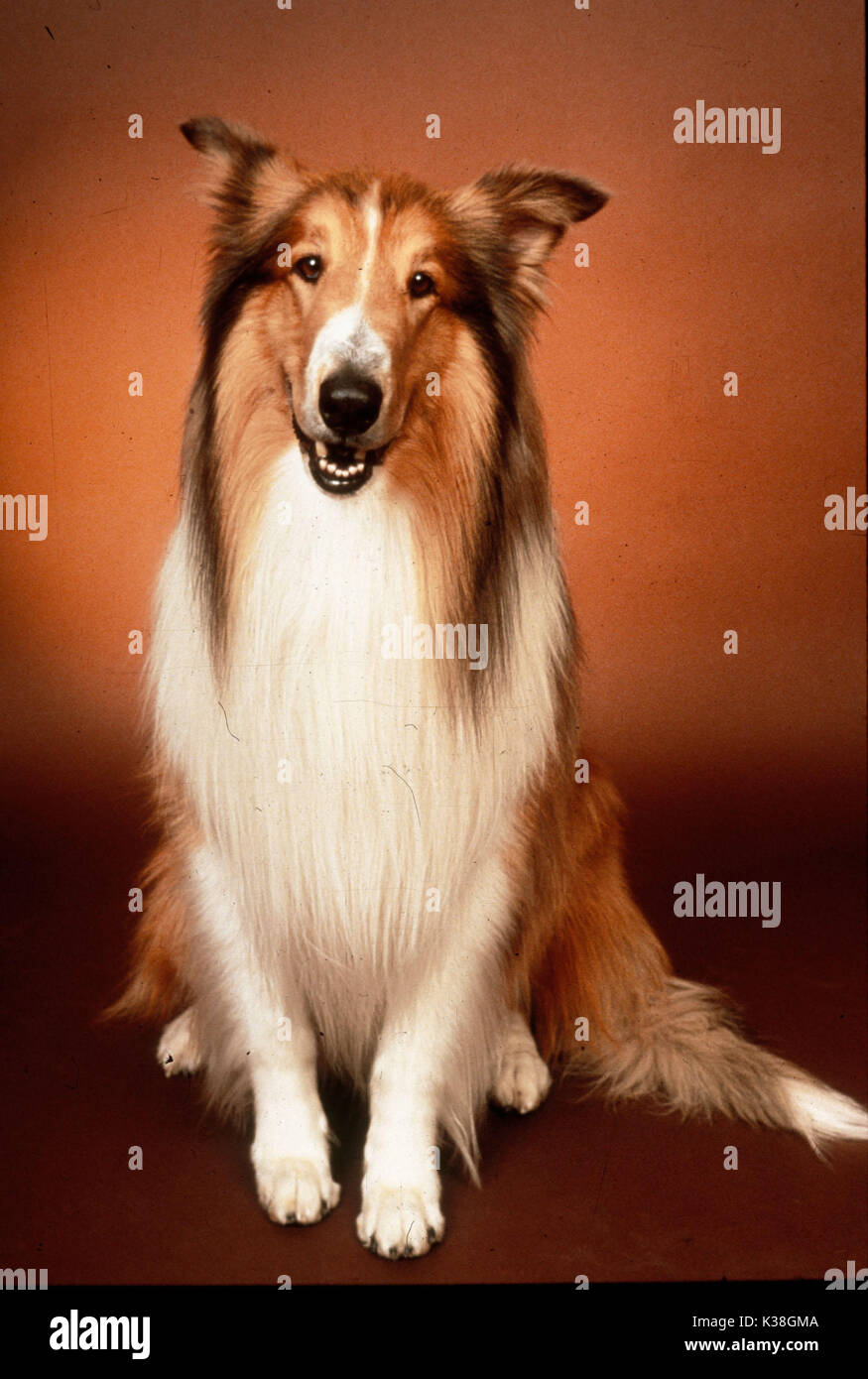 546 Lassie Film Stock Photos, High-Res Pictures, and Images