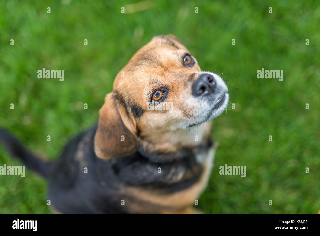Portrait of a cute beagle Stock Photo