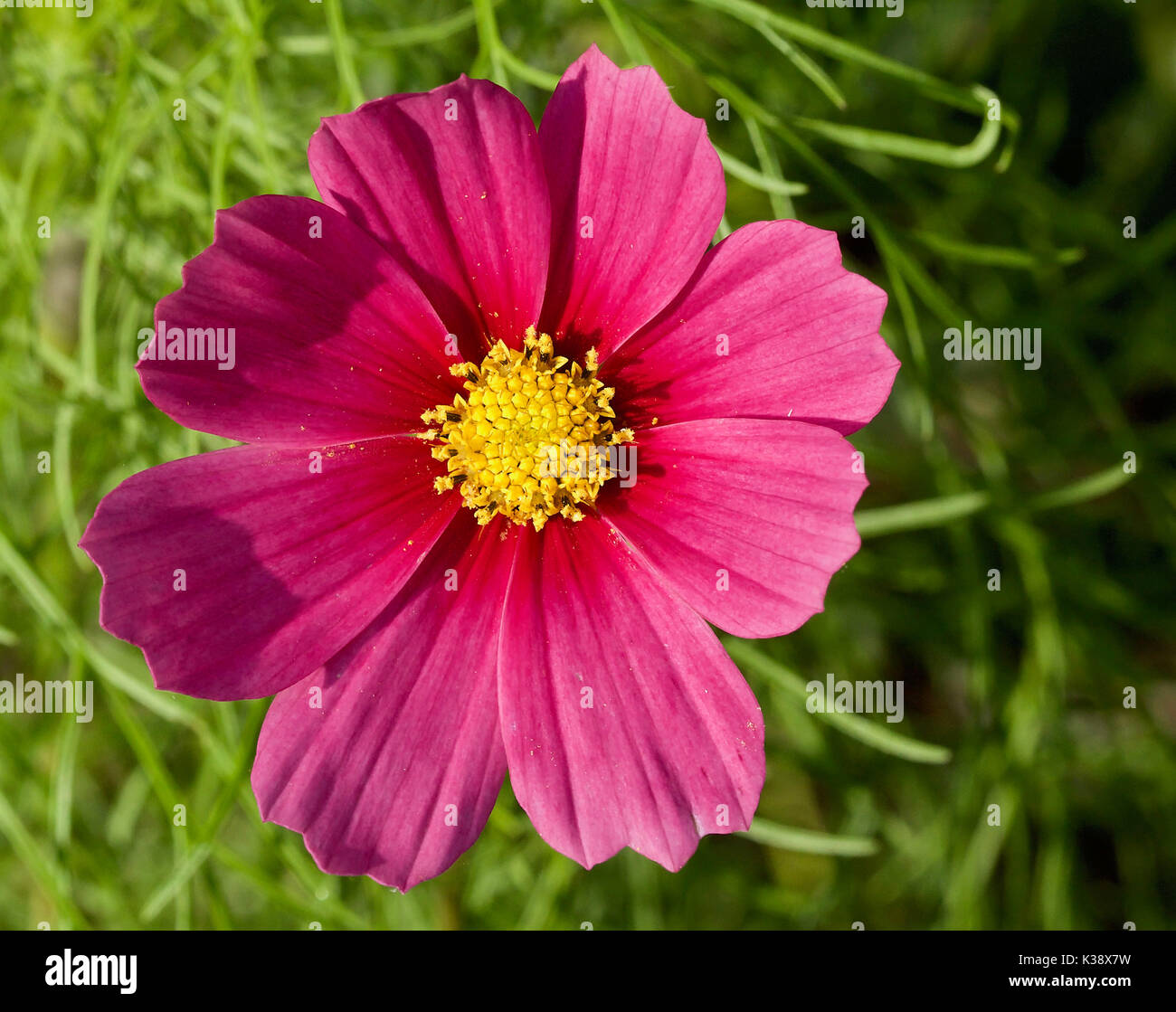 Closeup of pink daisy with bright gold center Stock Photo