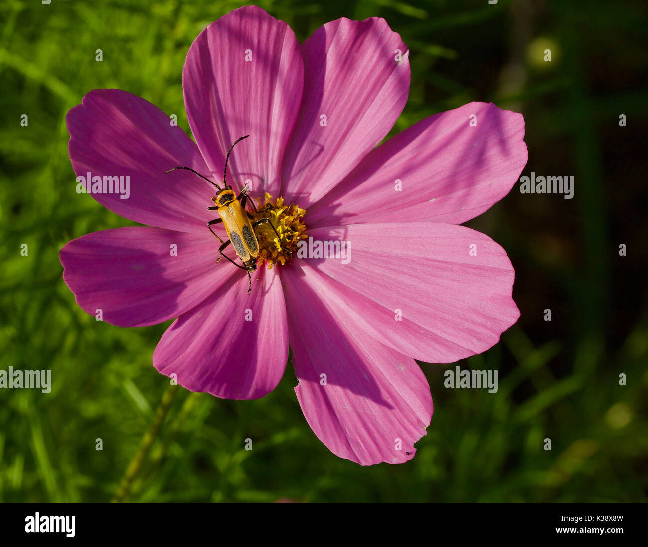 Pink daisy with Pennsylvania Leather Wing Beetle Stock Photo