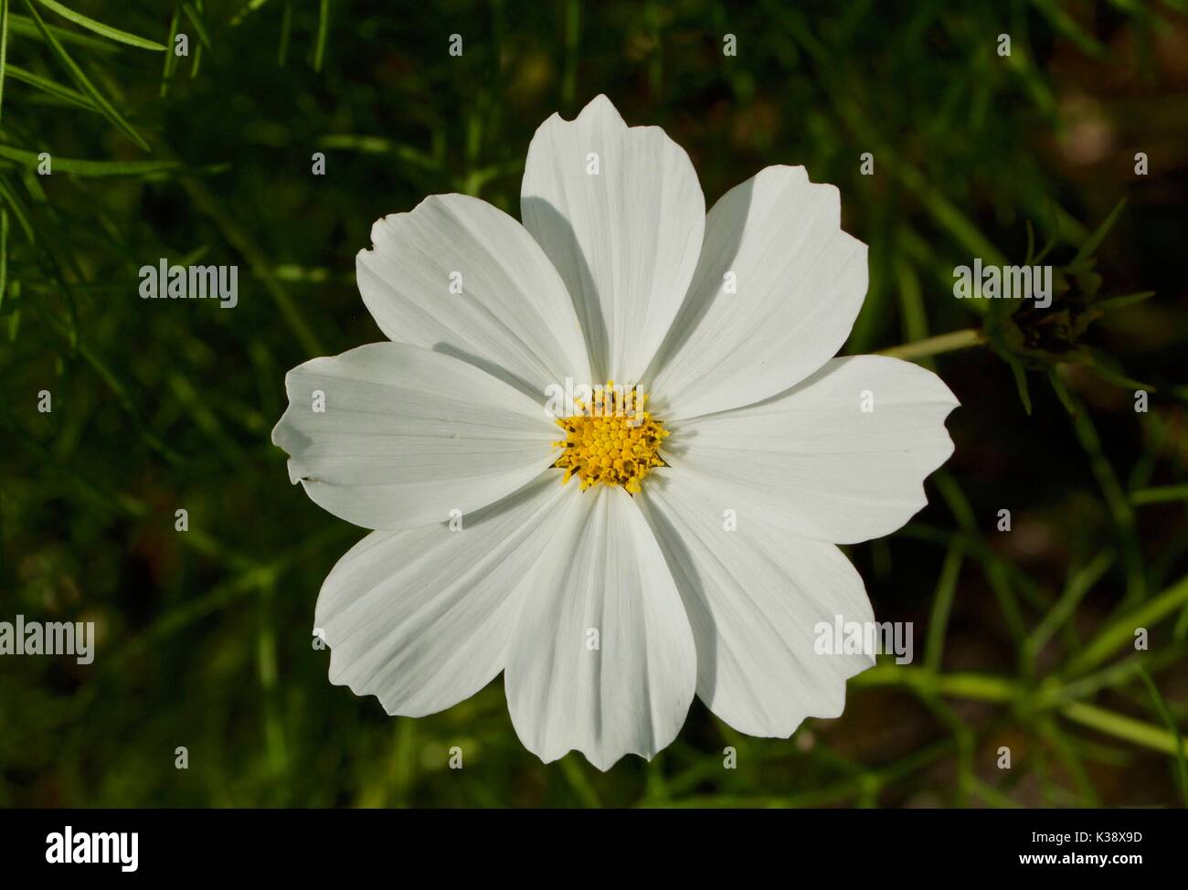 White daisy with yellow center and blurred green background Stock Photo