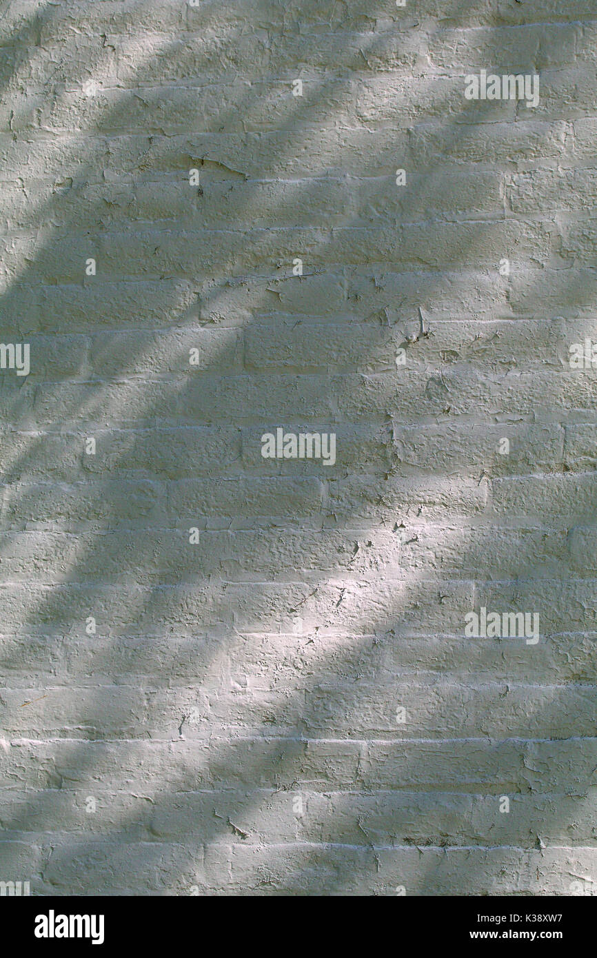 Shadows from a tree fall across a white brick wall Stock Photo