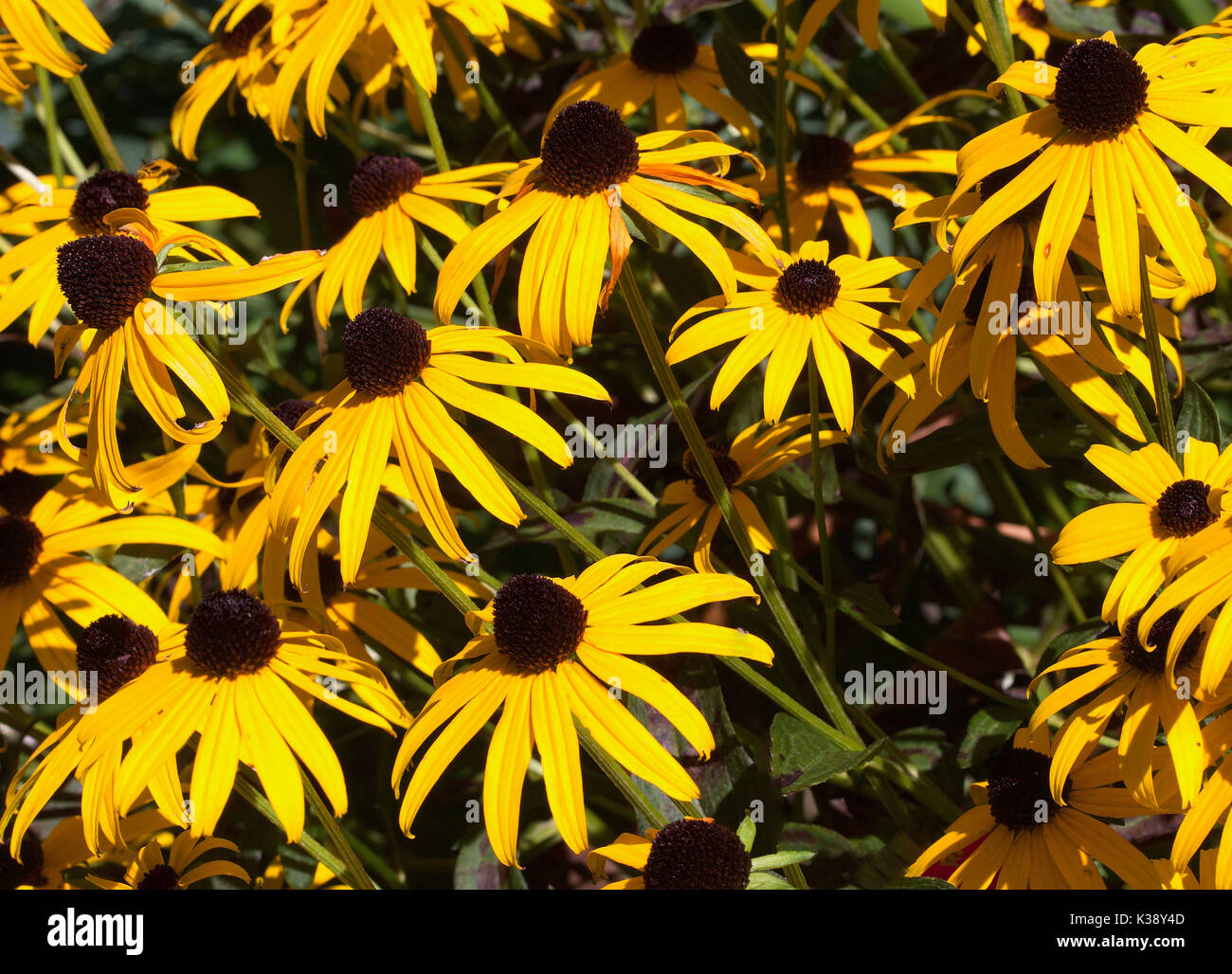 A group of black eyed susans in the bright sunlight Stock Photo Alamy