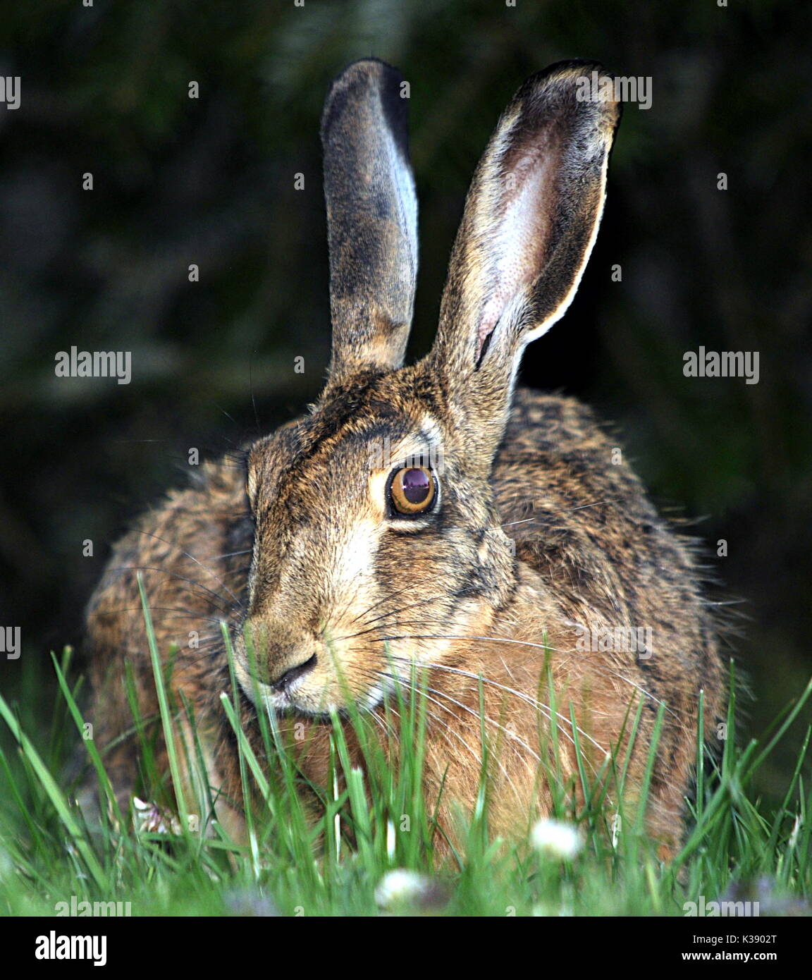 Adult Hare Headshot on grass Stock Photo