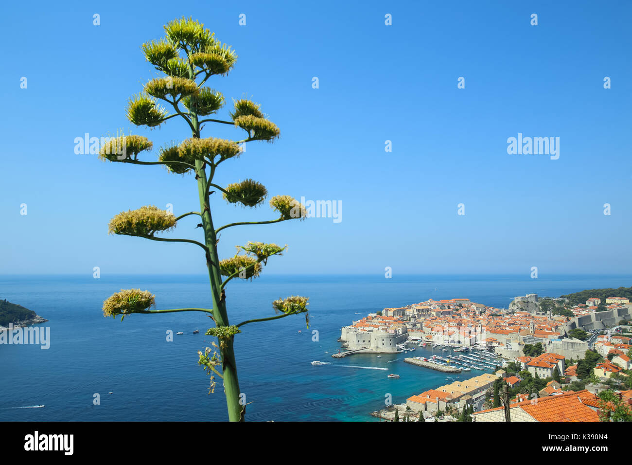 Agave flower stalk with a view of the old town in the background in  Dubrovnik, Croatia Stock Photo - Alamy