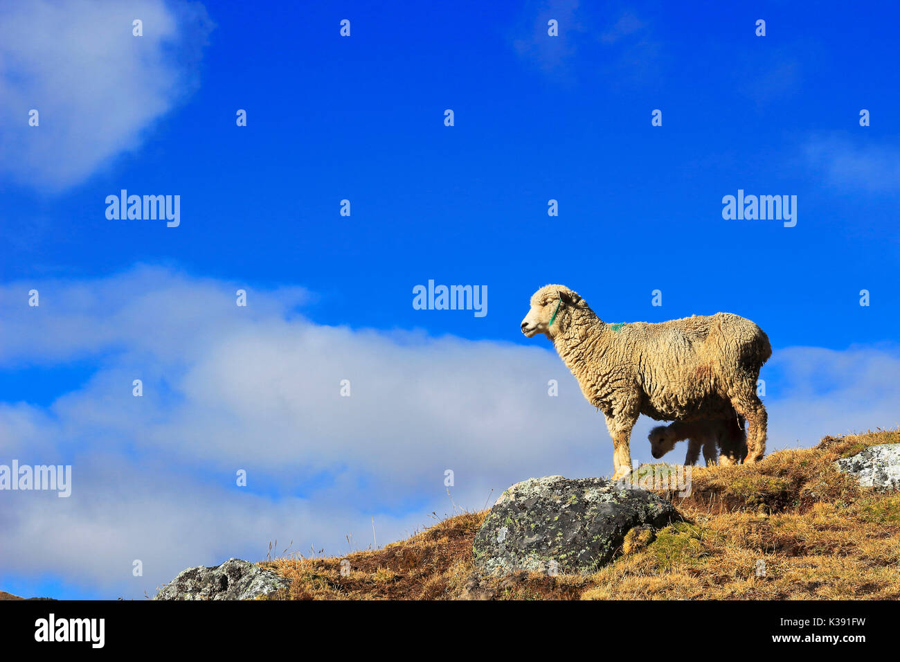 domestic sheep (Ovis orientalis aries) Stock Photo
