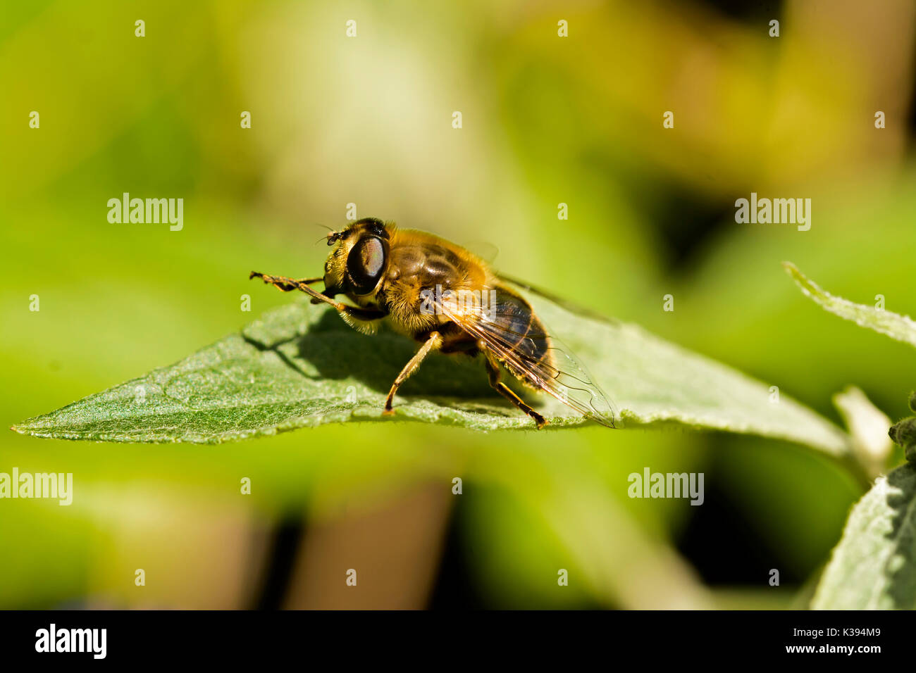 Honey Bee on a Buddleia leaf Stock Photo