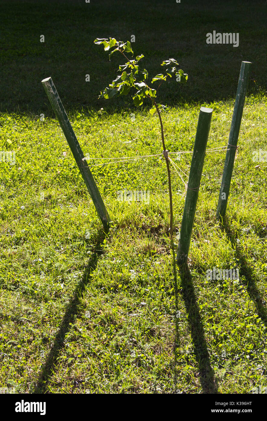 sapling three tied up to support sticks Stock Photo