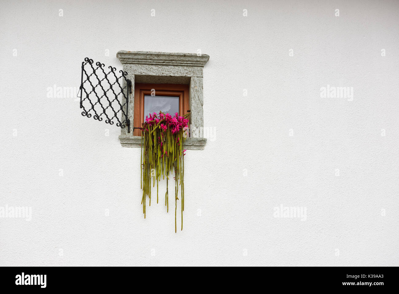Pink flowering Rattail cactus in window on white stucco wall at rooms Jerman Mlino village Bled Slovenia Stock Photo