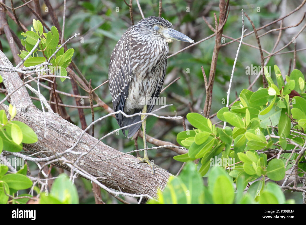 Juvenile yellow crowned night heron sleeping on a tree branch while perched on one leg Stock