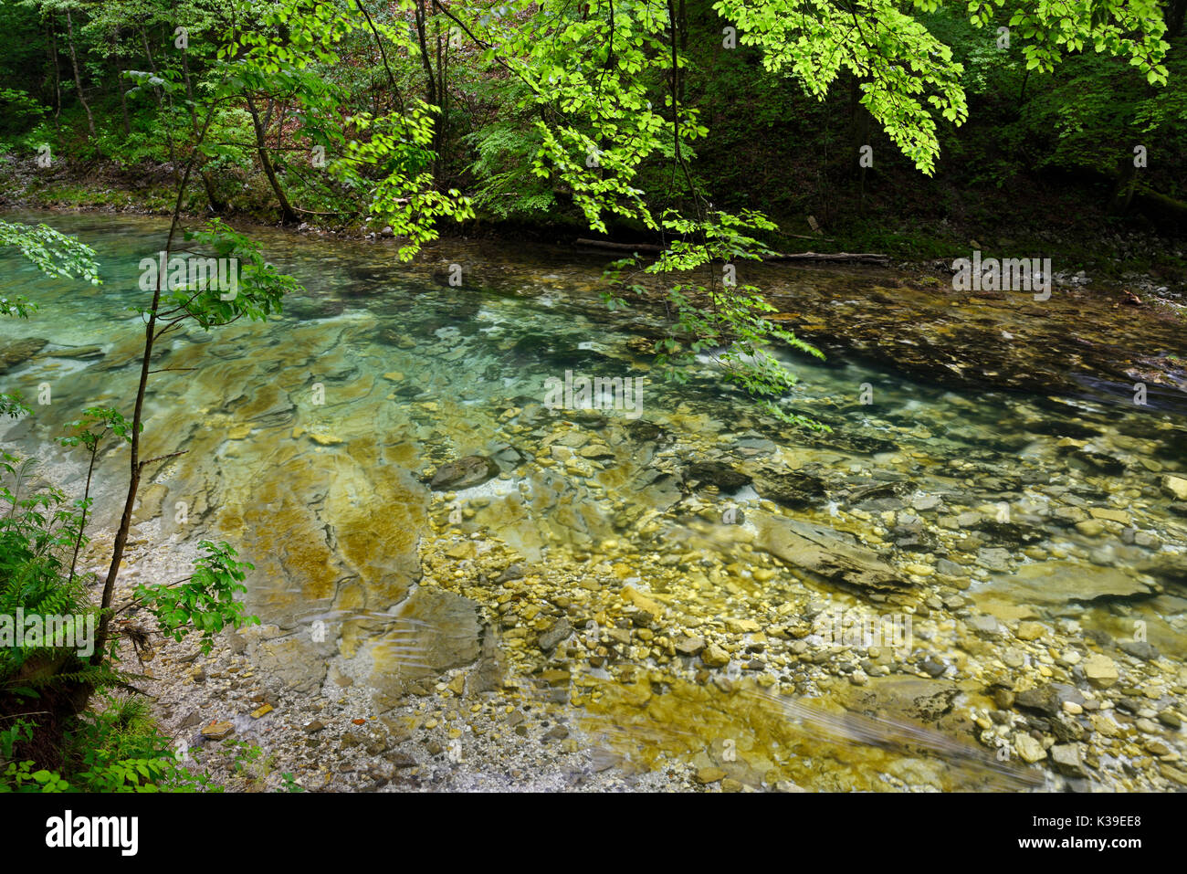Clear clean green water of Radovna river in a Spring rain flowing over limestone rock at Vintgar Gorge Gorenjska region Slovenia Stock Photo