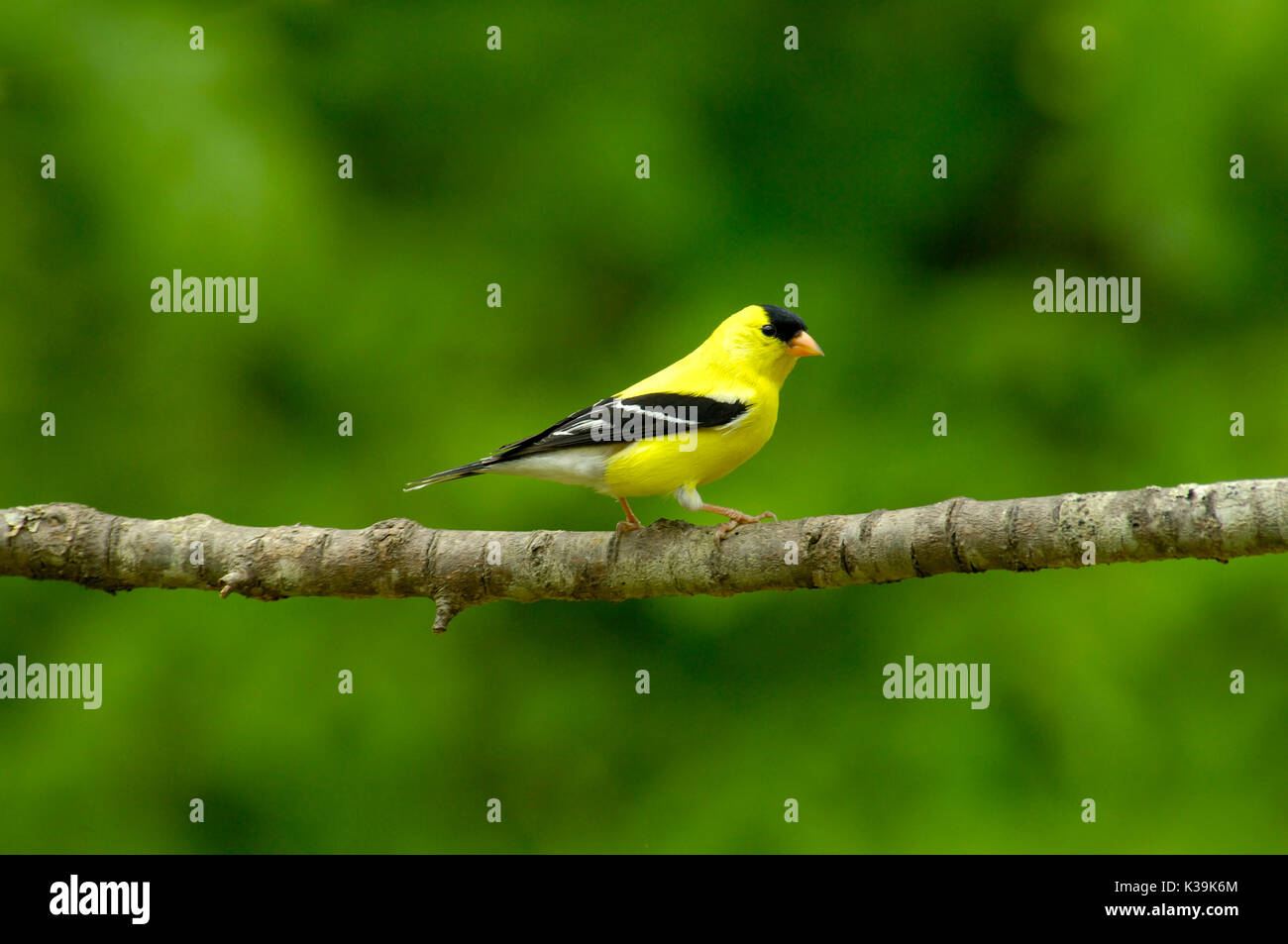 An American Goldfinch male displays his handsome breeding plumage on a cherry tree limb in Tennessee, USA. Stock Photo