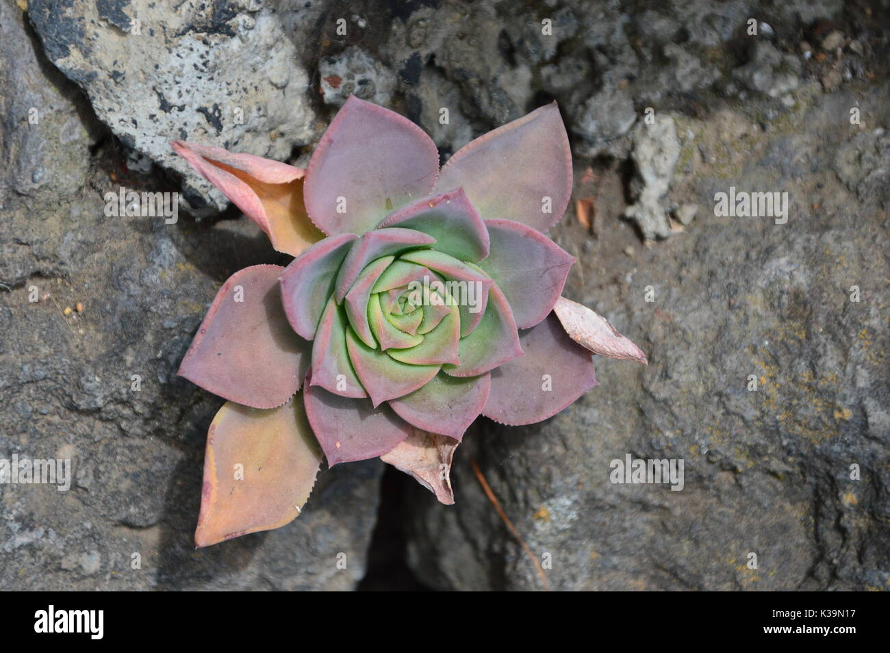 Rock plant (Aeonium) growing from a garden wall in La Palma, Canary Islands Stock Photo