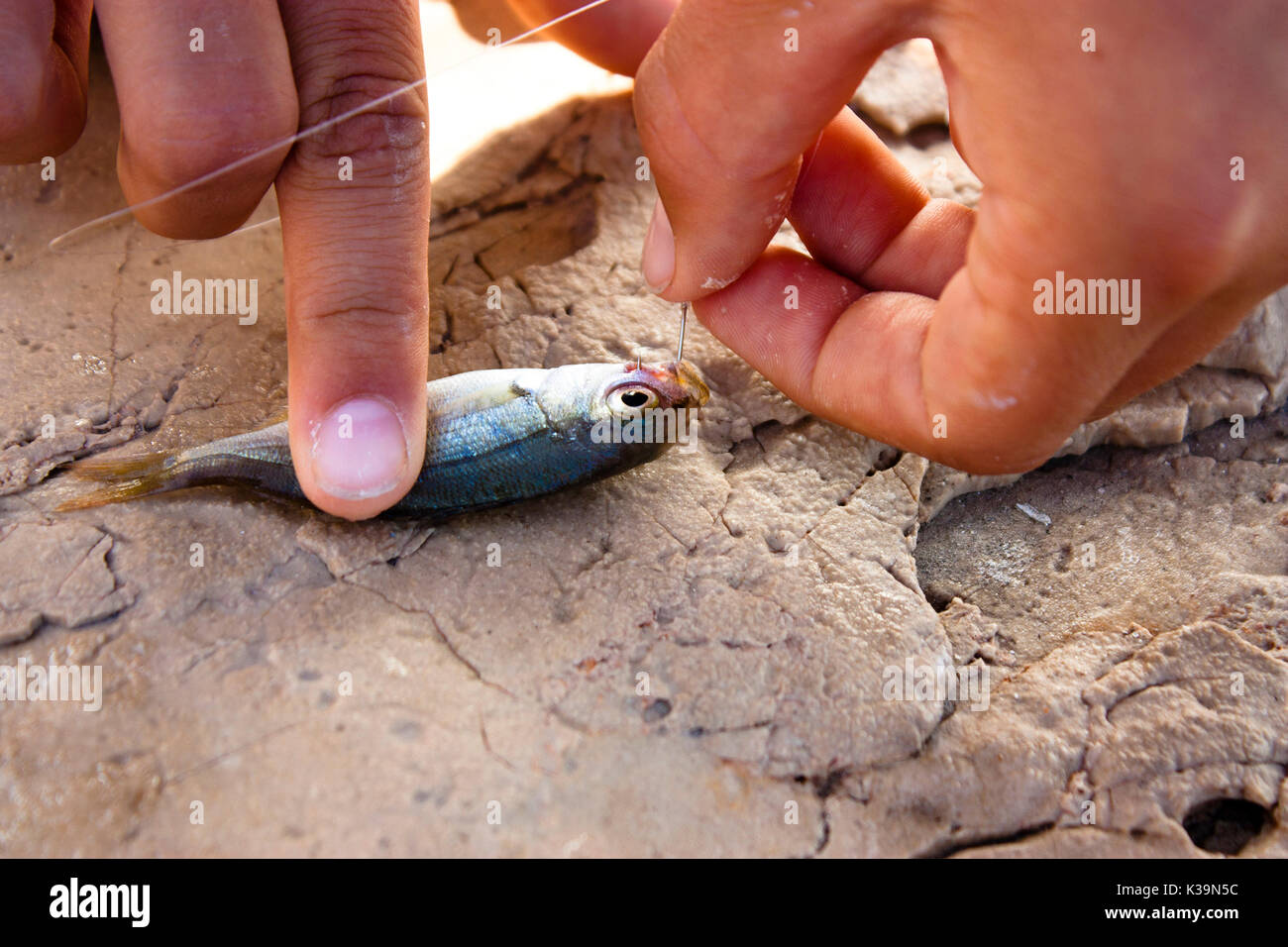 Catch and release : Little sprat fish caught  on a hook on a rock and boy's hands taking out the hook for releasing it back to the sea Stock Photo