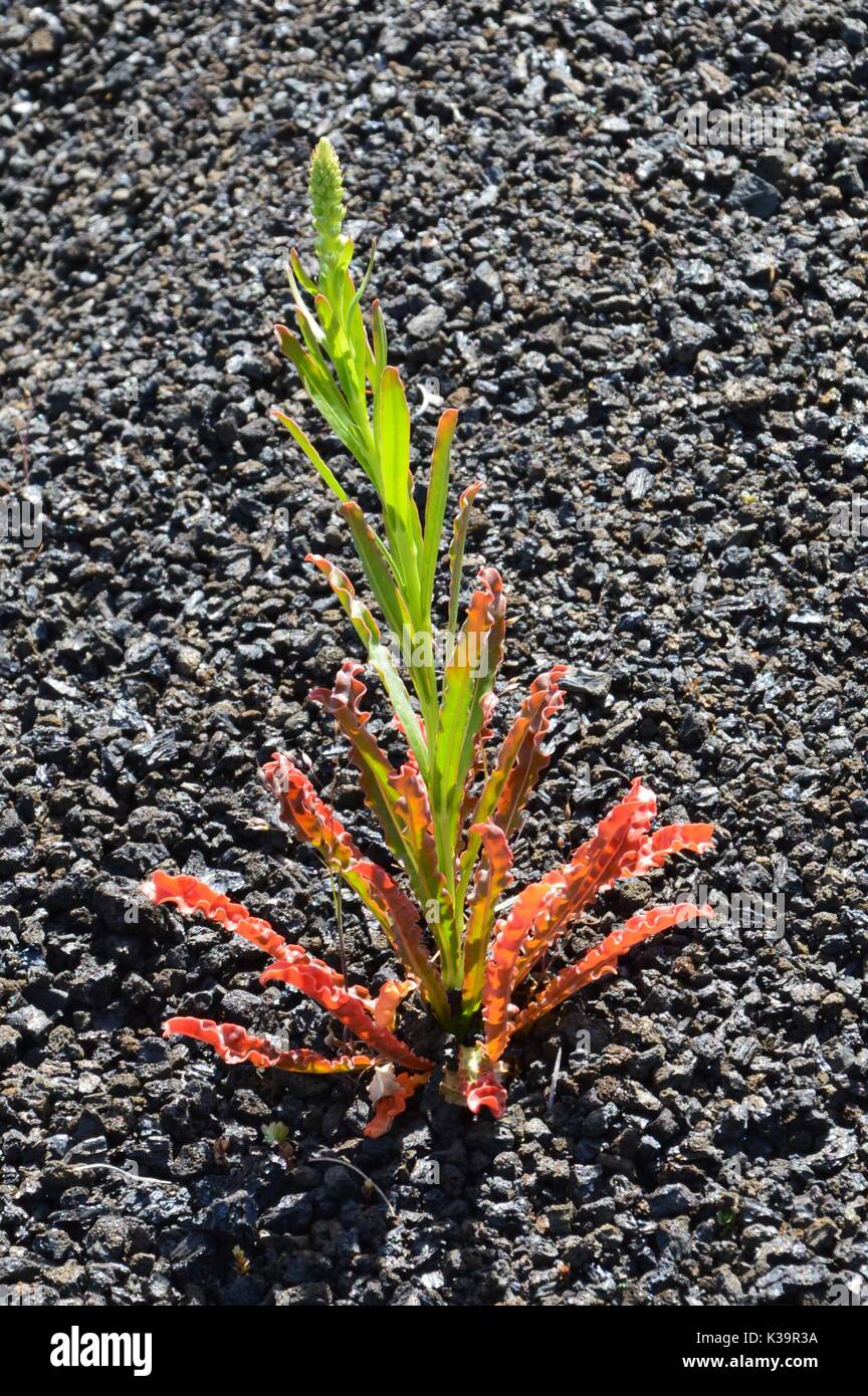 Plant growing in lava rock on Volcano Tenaguia, La Palma, Canary Islands, Spain Stock Photo