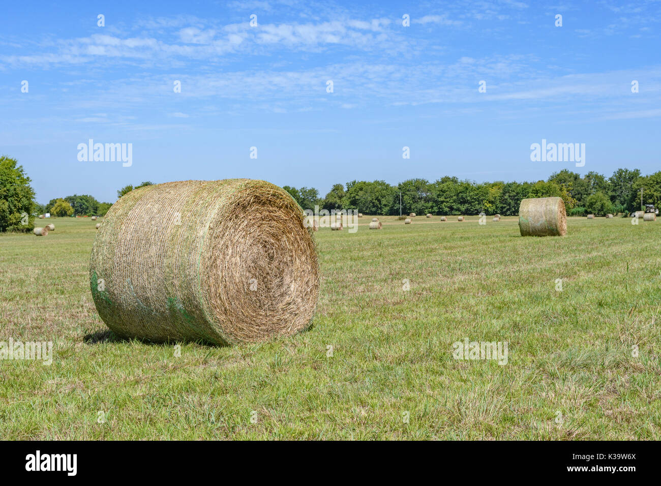 Late summer rolls of hay bales in a grass field in Pike Road, Alabama, USA. Stock Photo