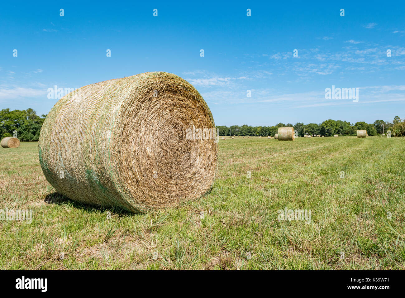 Late summer rolls of hay bales in a grass field in Pike Road, Alabama, USA. Stock Photo