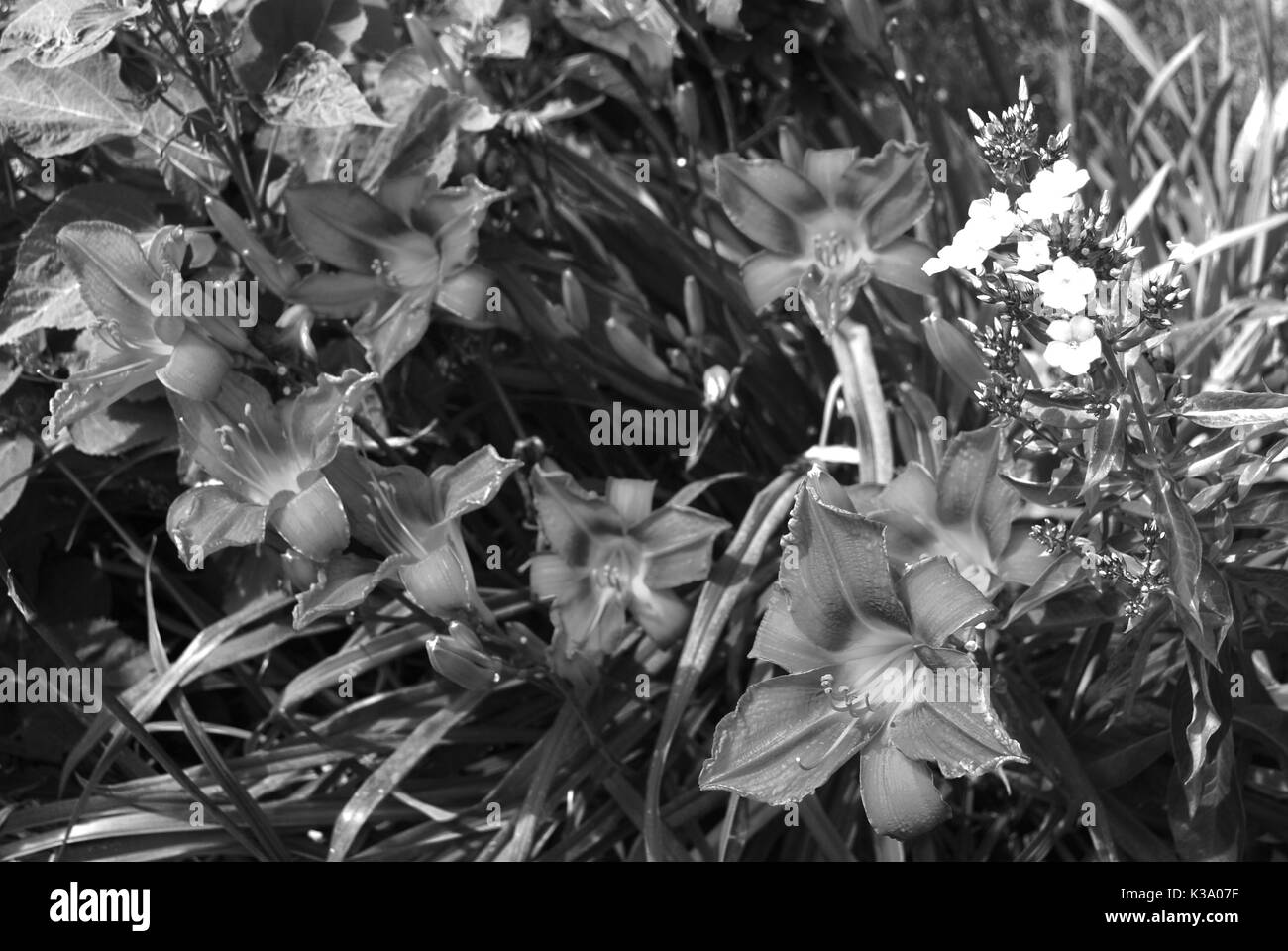 Cute little flower bouquet Black and White Stock Photos & Images - Alamy