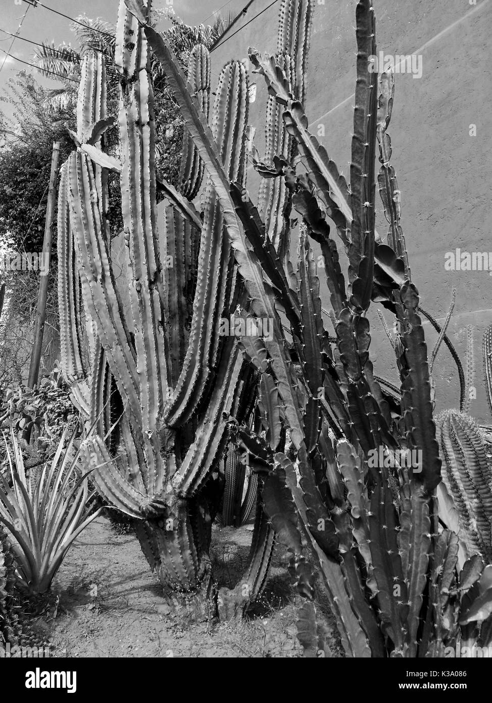 Dry sunny Black and White Stock Photos & Images - Alamy