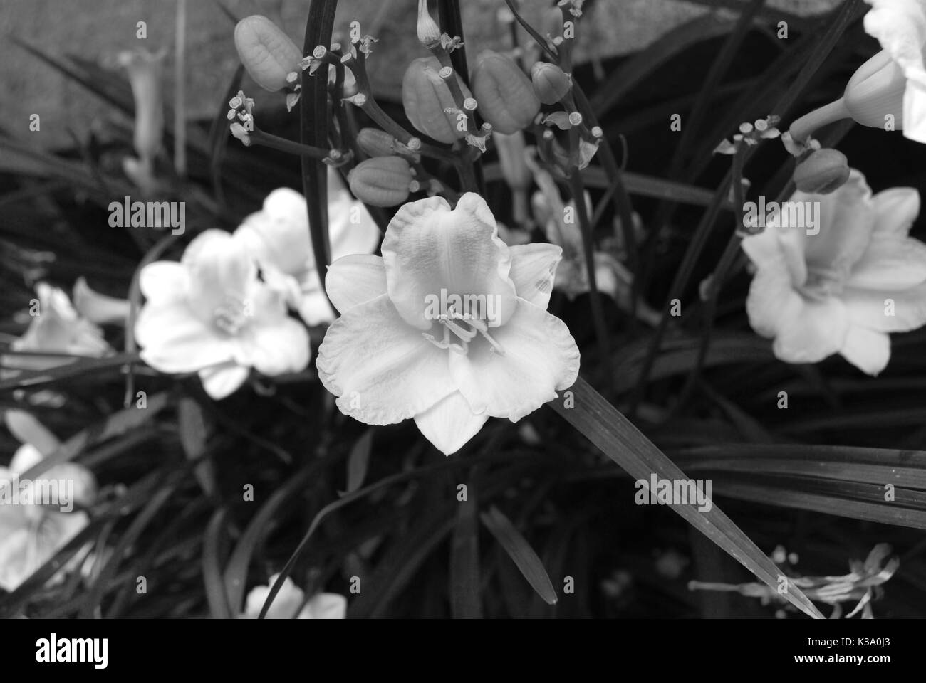 Cute little flower bouquet Black and White Stock Photos & Images - Alamy