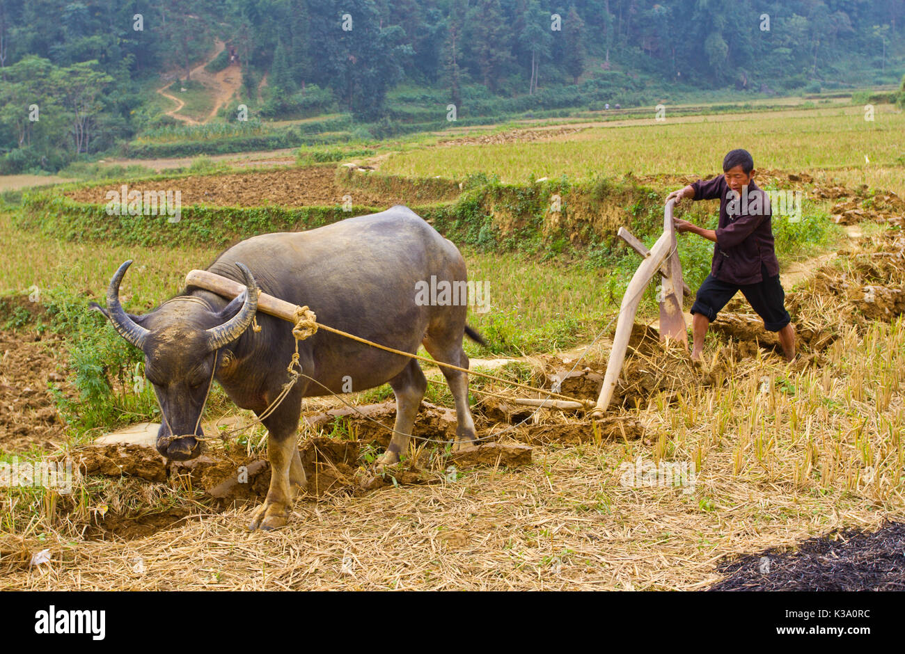 Plow Animal High Resolution Stock Photography and Images Alamy