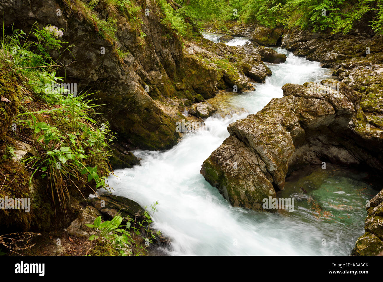 Clean rushing water of the Radovna river at the upper end of Vintgar Gorge Slovenia with wet limestone rocks and green forest Stock Photo