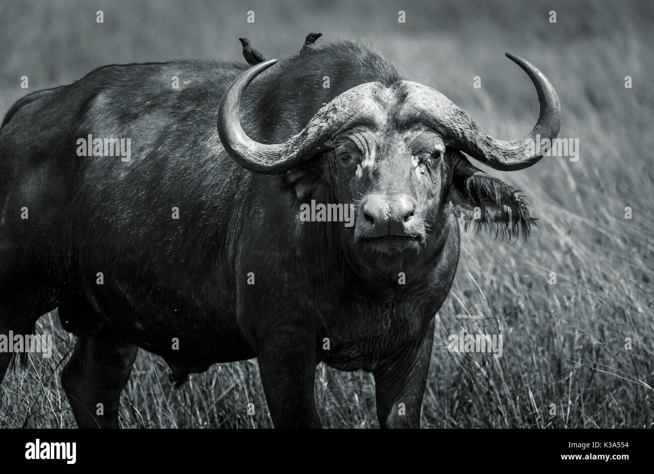 Large bull (male) Cape buffalo, Syncerus caffer, one of Big 5, standing in long grass in savannah in Masai Mara, Kenya with yellow-billed oxpeckers Stock Photo