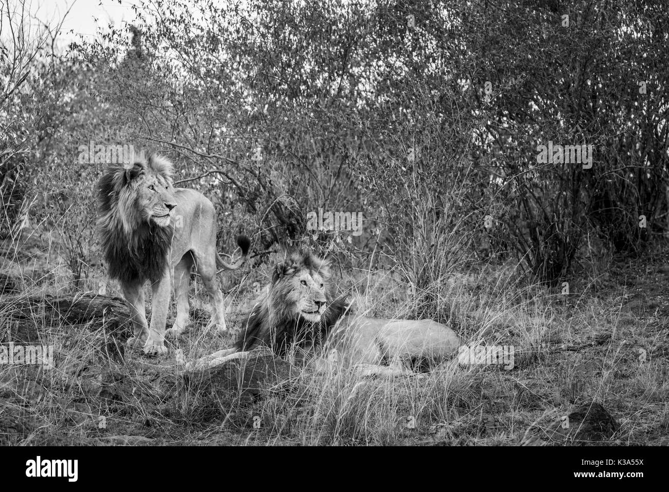Pair of adult male Mara lions (Panthera leo) in scrubland, Masai Mara, Kenya, in monochrome Stock Photo