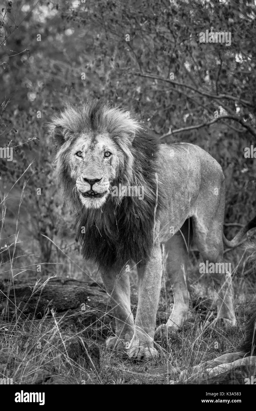 Male Masa lion (Panthera leo) standing in scrubland, Masai Mara, Kenya, in monochrome Stock Photo