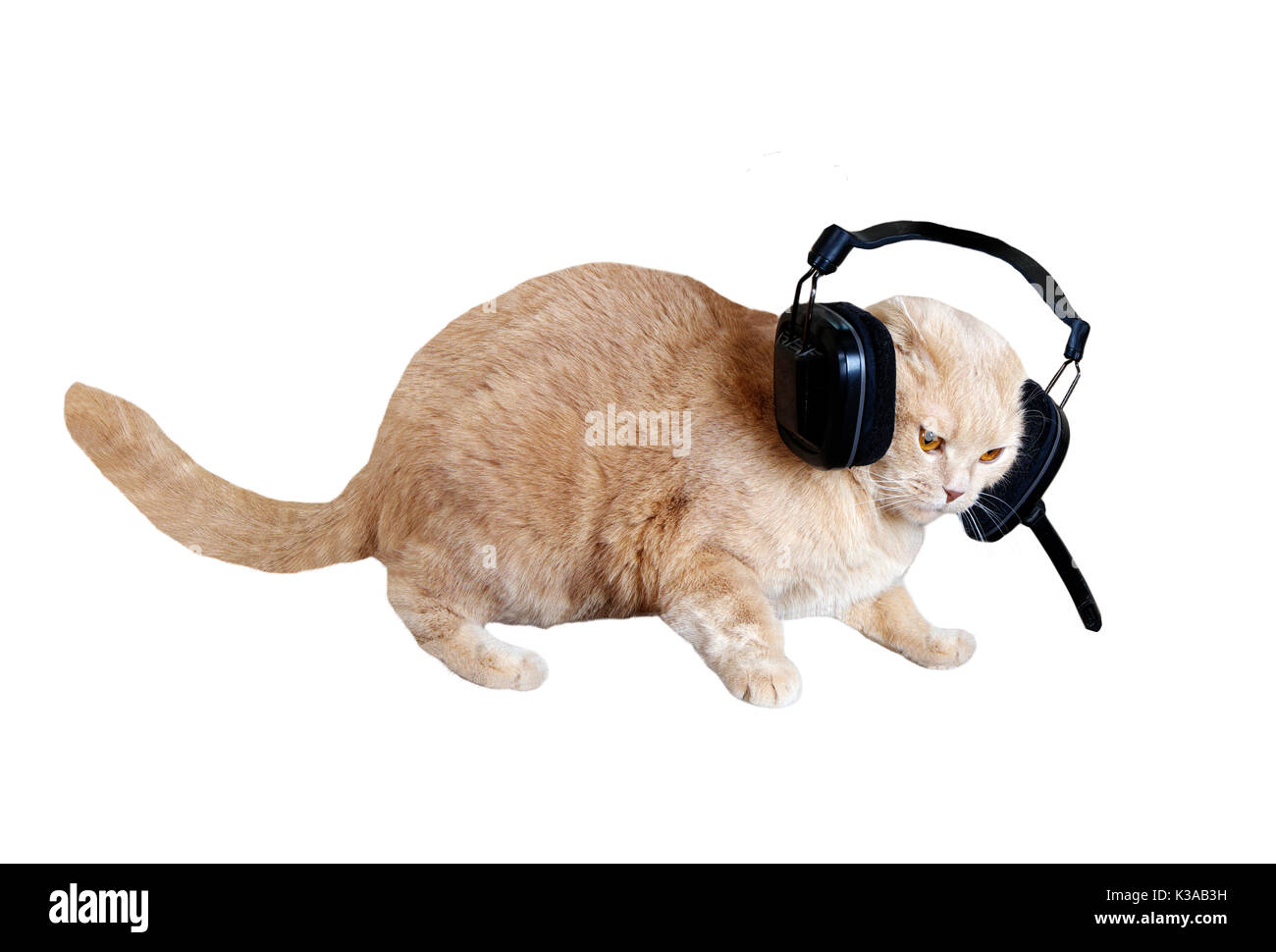 Peach cat headphones with microphone Stock Photo