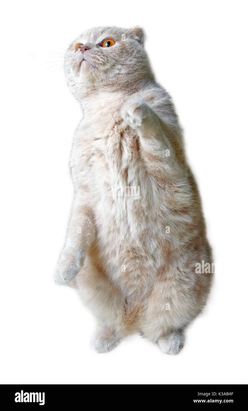 Funny Scottish Fold cat sitting On hind legs isolated on white background Stock Photo